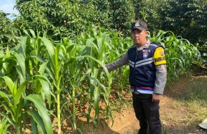 Polsek Rambutan Cek Penanaman Jagung Serentak Kuartal III