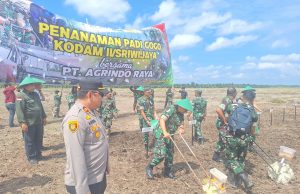 Penanaman Padi Gogo di PT Agrindo Raya Pematang Palas Banyuasin l