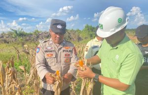 Bhabinkamtibmas Polsek Pulau Rimau Turut Panen Jagung di PT CVA