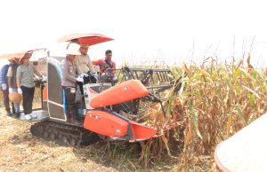 Polres Banyuasin Laksanakan Panen Jagung Kuartal lll Serentak di Tanjung Lago
