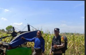 Bhabinkamtibmas Muara Padang Dampingi Petani Desa Sugih Waras Panen Jagung