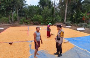 Melalui Bhabinkamtibmas Polsek Tanjung Lago Pantau Perkembangan Panen Jagung