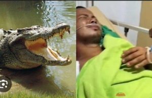 Buaya Musi Mengganas, Satu Korban Dievakuasi ke Rumah Sakit