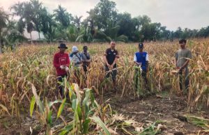 Kades Saleh Mulya Hadiri Pemanenan Jagung Ketapang BUMDES 2025