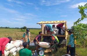 Langkah Nyata BULOG Langsa Lanjutkan Serapan Padi Petani, Dukung Swasembada Pangan