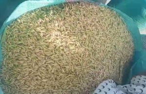 Terkini, Harga Gabah Kering di Air Salek Tak Capai Harga Rp,6000