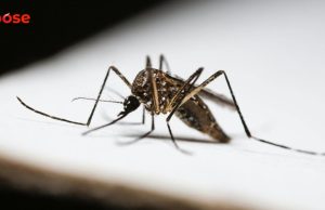 Alarm DBD di Karawang Timur, Warga Dirawat dan Lingkungan Minta Tindakan Cepat