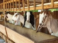 Program Dinas Peternakan Sukabumi 2026, Fokus Penguatan Ketahanan Pangan