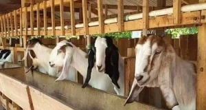 Program Dinas Peternakan Sukabumi 2026, Fokus Penguatan Ketahanan Pangan