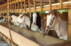 Program Dinas Peternakan Sukabumi 2026, Fokus Penguatan Ketahanan Pangan