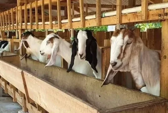 Program Dinas Peternakan Sukabumi 2026, Fokus Penguatan Ketahanan Pangan