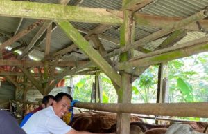 Dinas Peternakan Sukabumi Gandeng PT Karyana Gita Utama Gelar Vaksinasi Massal PMK