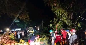 Penanganan Terpadu Dinas Pemadam Kebakaran,BPBD, Tagana Aparat kepolisian Tangani Pohon Tumbang di Jalur Nasional Palabuhanratu–Banten