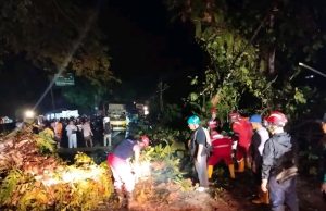 Penanganan Terpadu Dinas Pemadam Kebakaran,BPBD, Tagana Aparat kepolisian Tangani Pohon Tumbang di Jalur Nasional Palabuhanratu–Banten
