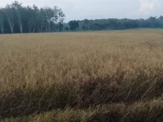 Hasil Panen Ip200 Masih Jauh Dari Harapan