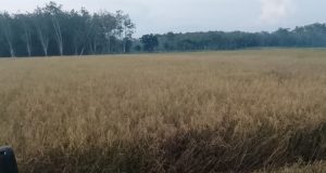 Hasil Panen Ip200 Masih Jauh Dari Harapan