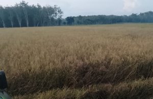 Hasil Panen Ip200 Masih Jauh Dari Harapan