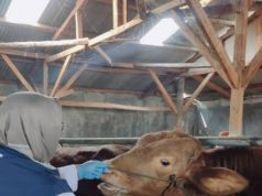 Menjelang Hari Raya Idul Adha 1447 H Disnak Sukabumi Turunkan tim Gabungan Periksa Kesehatan Hewan Kurban
