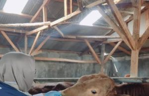 Menjelang Hari Raya Idul Adha 1447 H Disnak Sukabumi Turunkan tim Gabungan Periksa Kesehatan Hewan Kurban