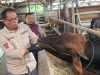 Dinas Peternakan Sukabumi Pastikan Hewan Kurban bersih dan Sehat