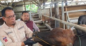 Dinas Peternakan Sukabumi Pastikan Hewan Kurban bersih dan Sehat