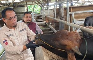 Dinas Peternakan Sukabumi Pastikan Hewan Kurban bersih dan Sehat