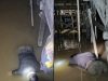 Terduga Pelaku Pencurian Kabel di Jembatan Kapuas II Ditemukan Tewas di Sungai Kapuas