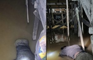 Terduga Pelaku Pencurian Kabel di Jembatan Kapuas II Ditemukan Tewas di Sungai Kapuas