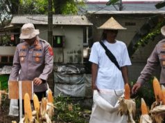 Satreskrim Polres Karawang Pantau Pertumbuhan Jagung, Dukung Program Swasembada dan Ketahanan Pangan