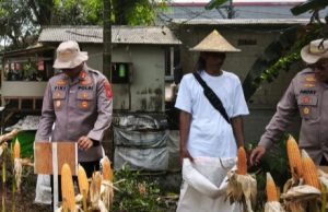 Satreskrim Polres Karawang Pantau Pertumbuhan Jagung, Dukung Program Swasembada dan Ketahanan Pangan