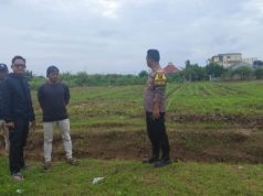 Sinergi Polisi dan Petani, Polsek Klari Turun Langsung Pemupukan Jagung Hibrida