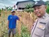 Polsek Klari Turun ke Lahan Pertanian, Pastikan Tanaman Jagung Tumbuh Optimal
