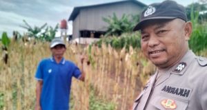 Polsek Klari Turun ke Lahan Pertanian, Pastikan Tanaman Jagung Tumbuh Optimal