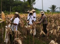 Satreskrim Polres Karawang Dampingi Petani, Pastikan Program Swasembada Pangan Berjalan Maksimal