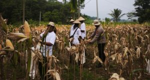 Satreskrim Polres Karawang Dampingi Petani, Pastikan Program Swasembada Pangan Berjalan Maksimal