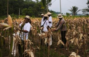 Satreskrim Polres Karawang Dampingi Petani, Pastikan Program Swasembada Pangan Berjalan Maksimal