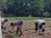 Polres Karawang Bersama Muspika Klari Tanam Jagung Hibrida, Perkuat Swasembada Pangan 2026
