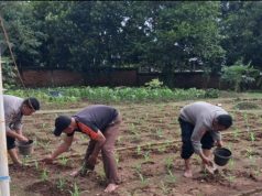 Polres Karawang Bersama Muspika Klari Tanam Jagung Hibrida, Perkuat Swasembada Pangan 2026