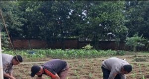 Polres Karawang Bersama Muspika Klari Tanam Jagung Hibrida, Perkuat Swasembada Pangan 2026