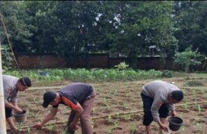 Polres Karawang Bersama Muspika Klari Tanam Jagung Hibrida, Perkuat Swasembada Pangan 2026
