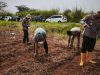 Satreskrim Polres Karawang Turun ke Lahan, Pastikan Pertumbuhan Jagung Demi Ketahanan Pangan