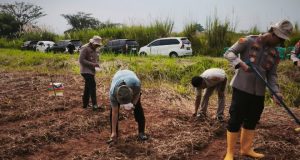 Satreskrim Polres Karawang Turun ke Lahan, Pastikan Pertumbuhan Jagung Demi Ketahanan Pangan