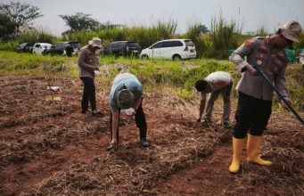 Satreskrim Polres Karawang Turun ke Lahan, Pastikan Pertumbuhan Jagung Demi Ketahanan Pangan