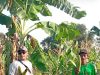 Panen Jagung Manis 5 Hektar di Desa Campaka Sukses Berkat Bantuan SAB Pemerintah