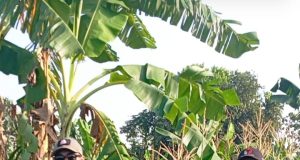 Panen Jagung Manis 5 Hektar di Desa Campaka Sukses Berkat Bantuan SAB Pemerintah