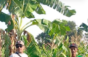 Panen Jagung Manis 5 Hektar di Desa Campaka Sukses Berkat Bantuan SAB Pemerintah