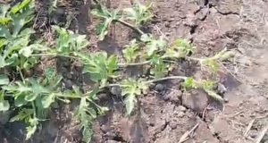 Kemarau Ancam Tanaman Palawija Gagal Panen