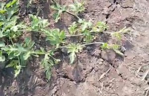 Kemarau Ancam Tanaman Palawija Gagal Panen