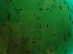 Menjelang Kemarau Nelayan Sungai Musi Mulai Marak Mencari Benih Ikan “Tiger Fish”