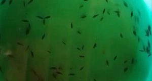 Menjelang Kemarau Nelayan Sungai Musi Mulai Marak Mencari Benih Ikan “Tiger Fish”